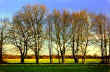Trees on Wimbledon Common. View near the Windmill